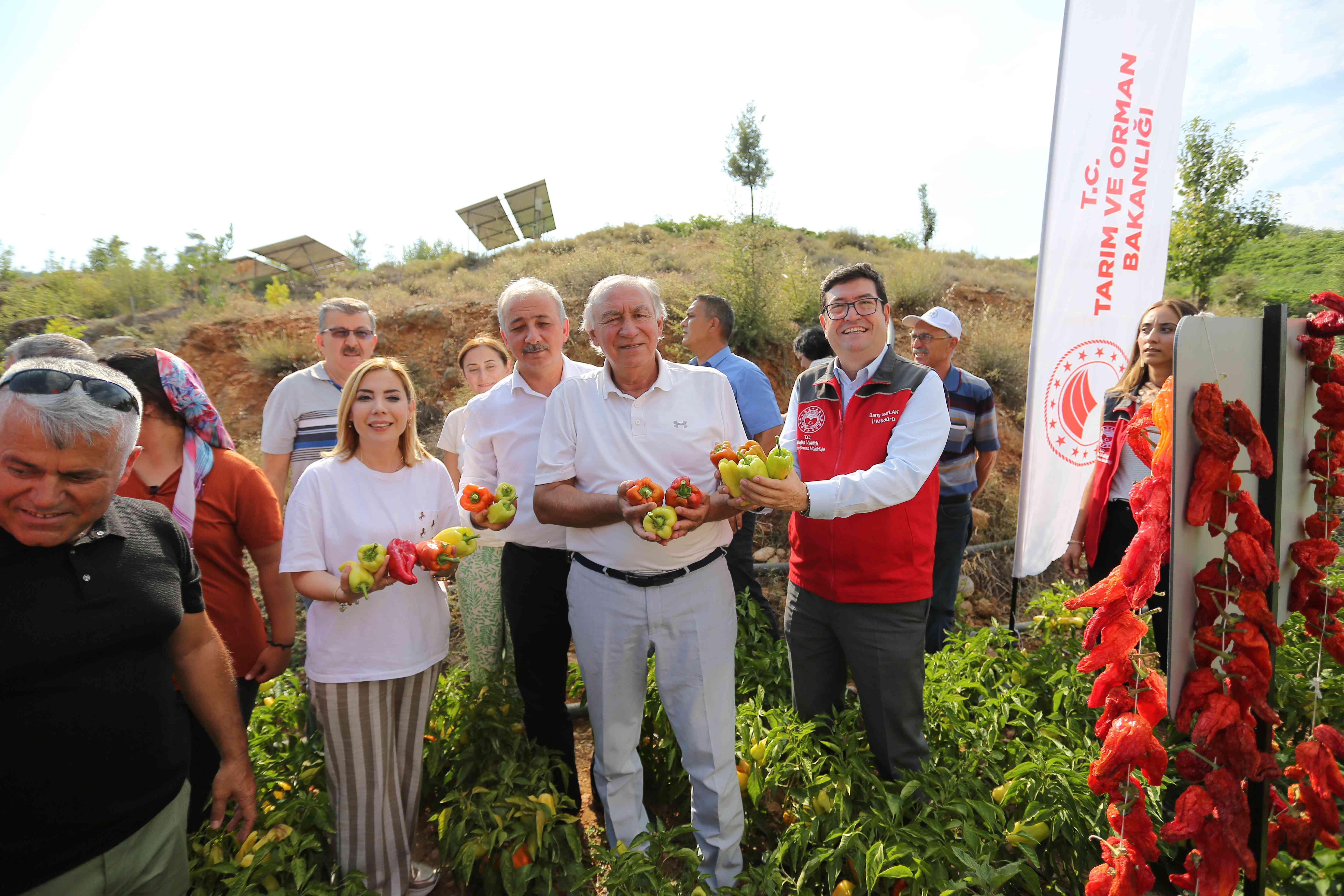 Lavanta Bah&ccedil;elerinde Hasat Coşkusu