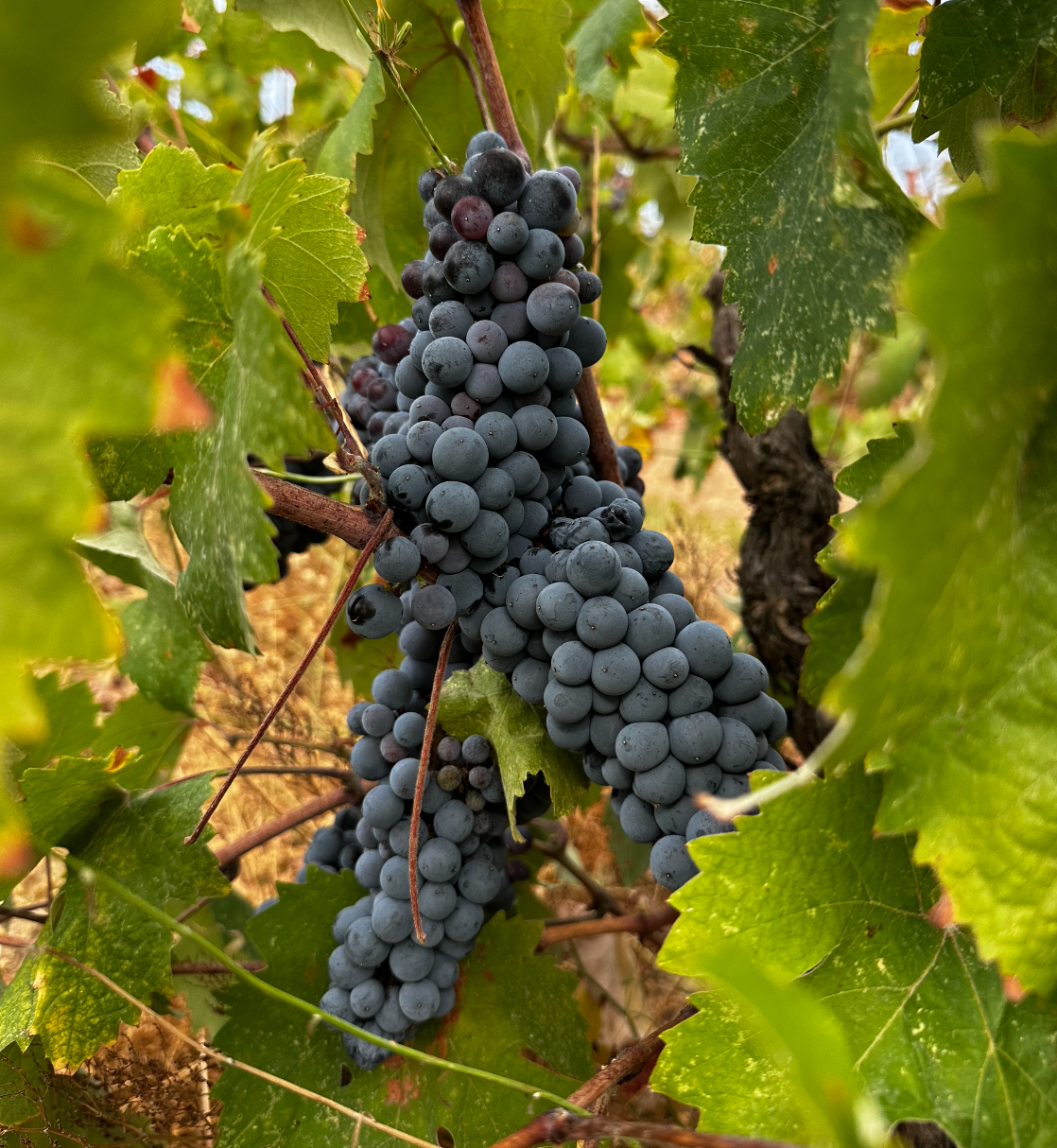 Ada Karası &Uuml;z&uuml;m Hasadı etkinleri 13 Eyl&uuml;l 'de başlıyor